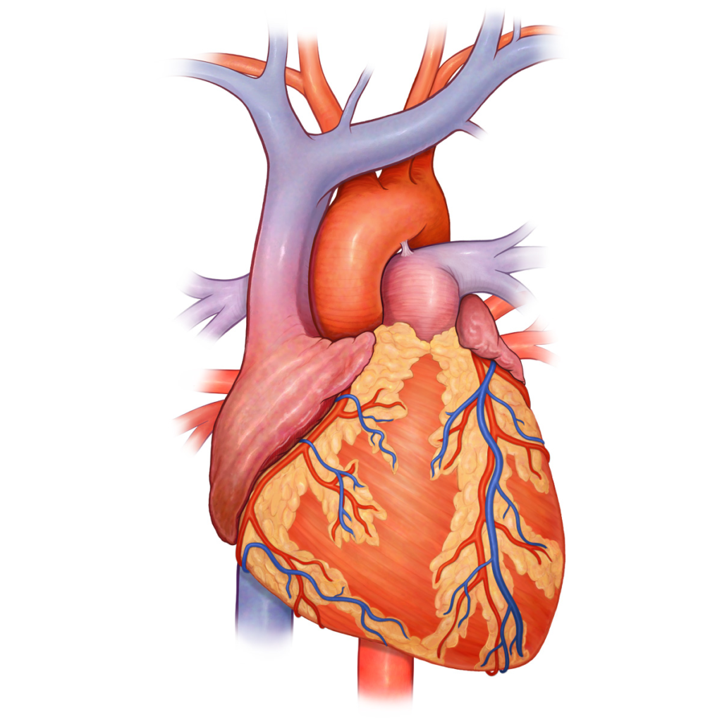 heart illustration